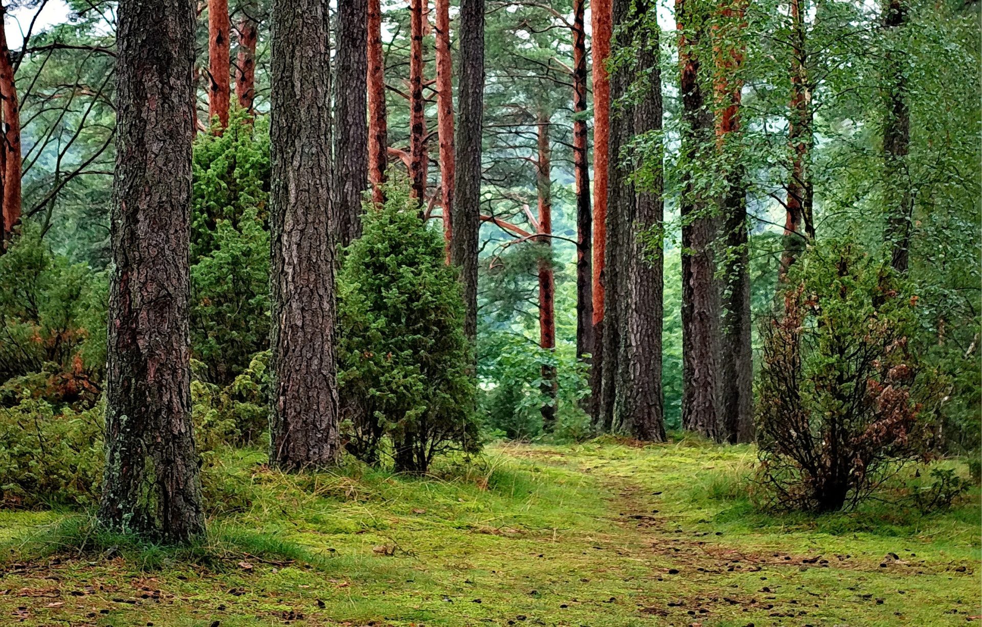 Trees in a forest, Sustainability of Hardwood flooring - Garrison Collection