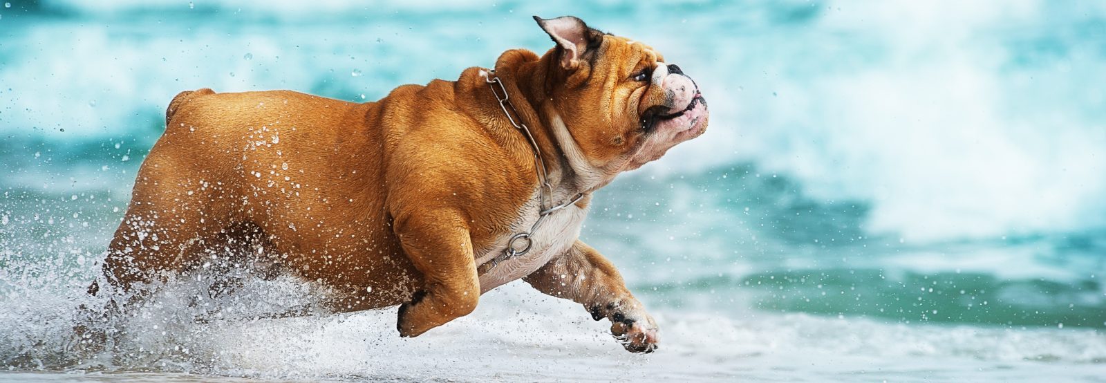 English Bulldog playing in the ocean, wet dog, Summer and Hardwood Flooring