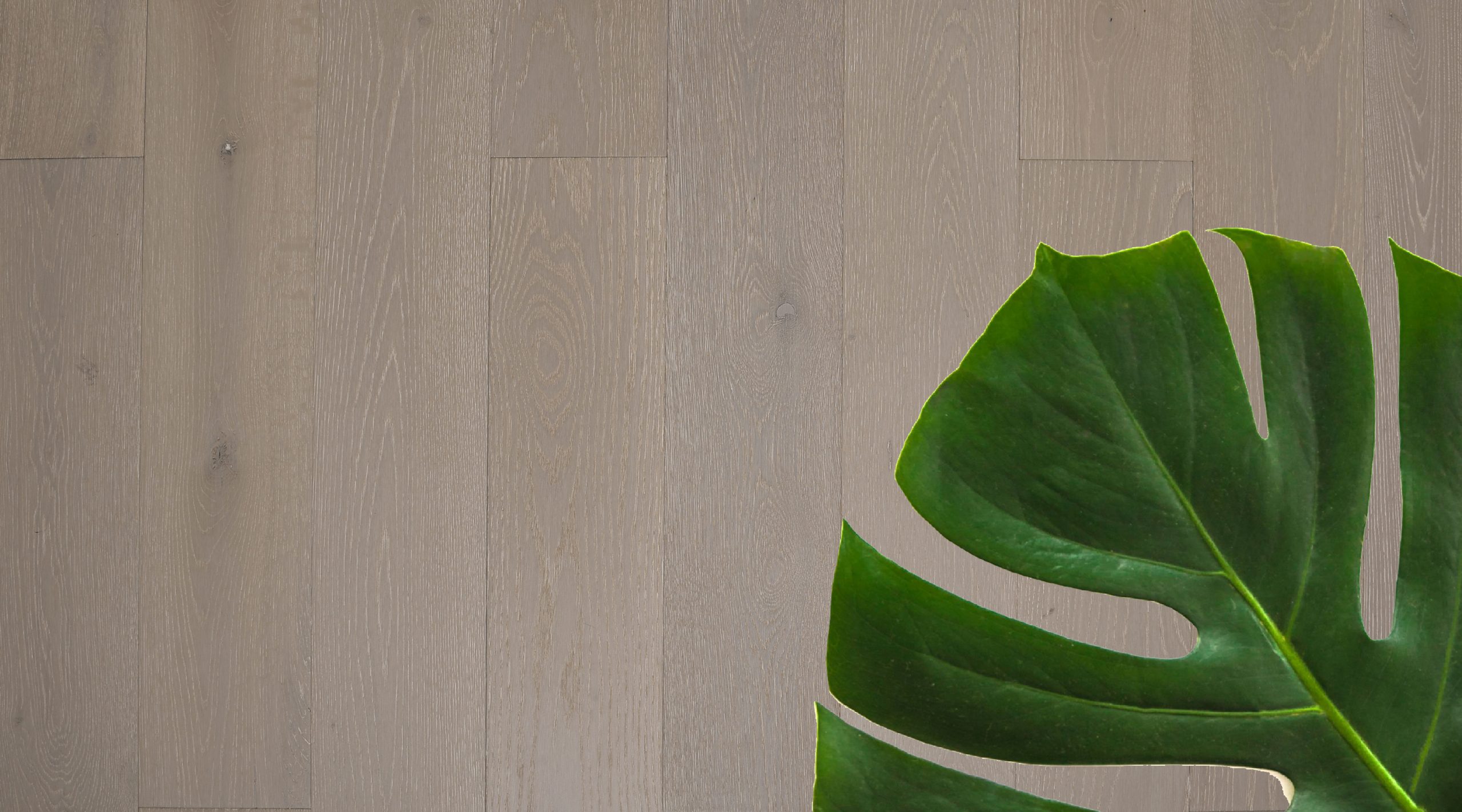 The Best Plants for Better Air Quality Garrison Collection