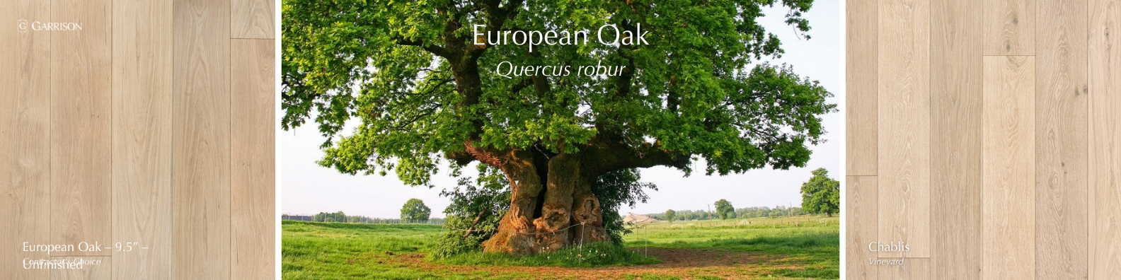European Oak - 7 Most Popular Hardwood Species - Garrison Collection
