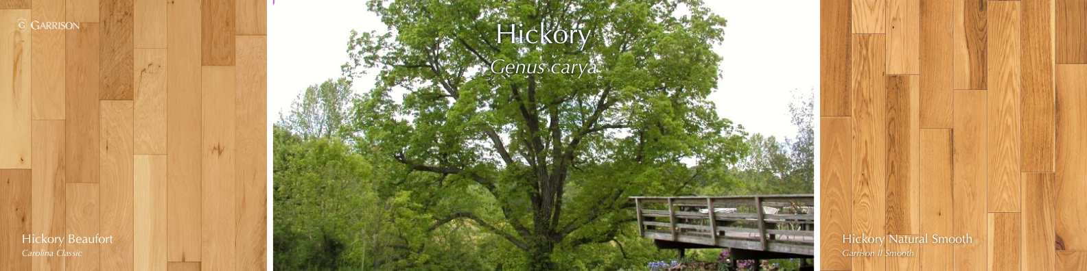 Hickory - 7 Most Popular Hardwood Species - Garrison Collection