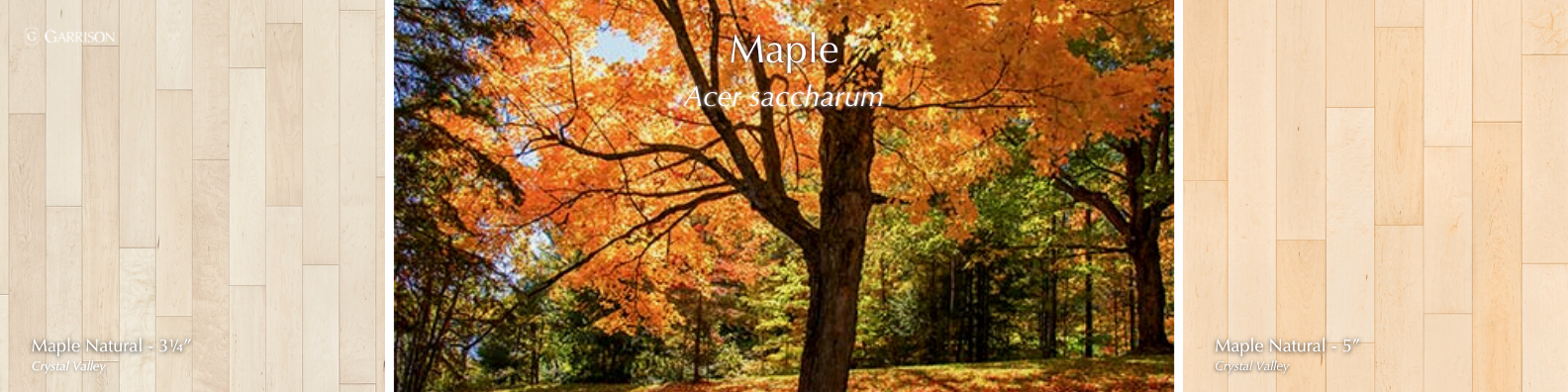 Maple - 7 Most Popular Hardwood Species - Garrison Collection