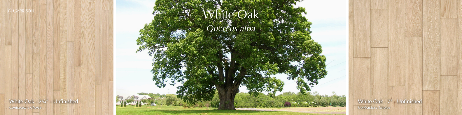 White Oak - 7 Most Popular Hardwood Species - Garrison Collection