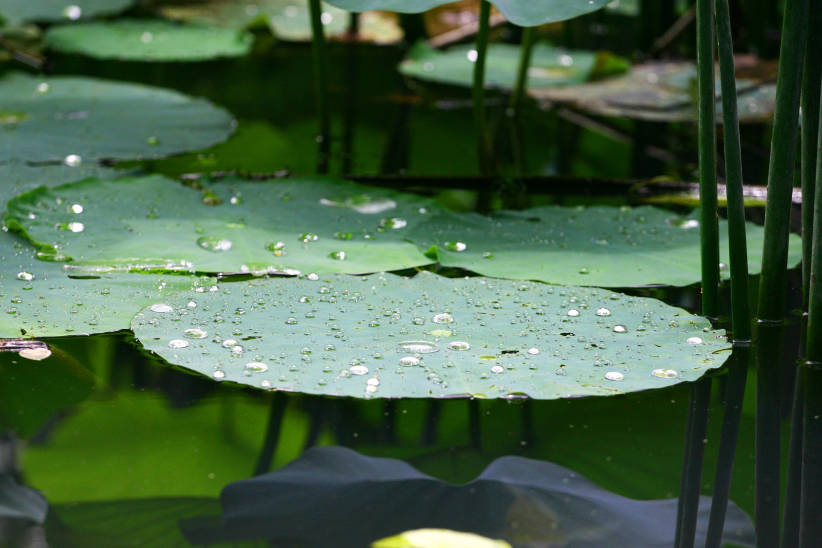 AquaShield AC5 durable waterproof laminate flooring for heavy traffic environments.
